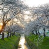 ふっかちゃんの桜Ⅱ