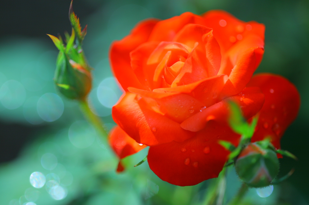 薔薇・あさのかがやき