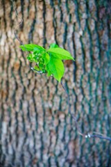 Leaf
