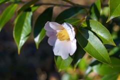 年の瀬の花