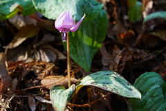 カタクリの花