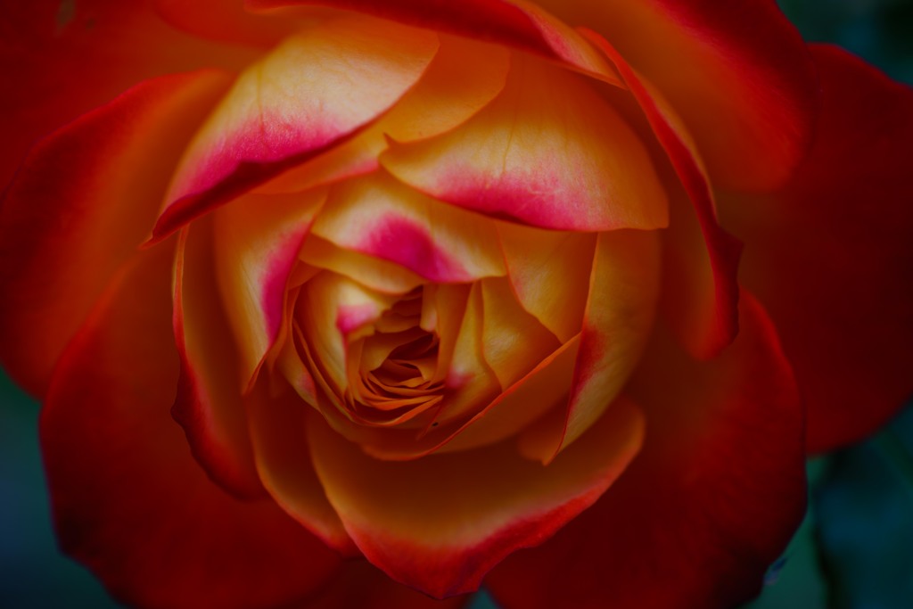winter　rose