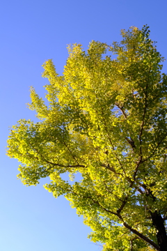秋の青空と銀杏１