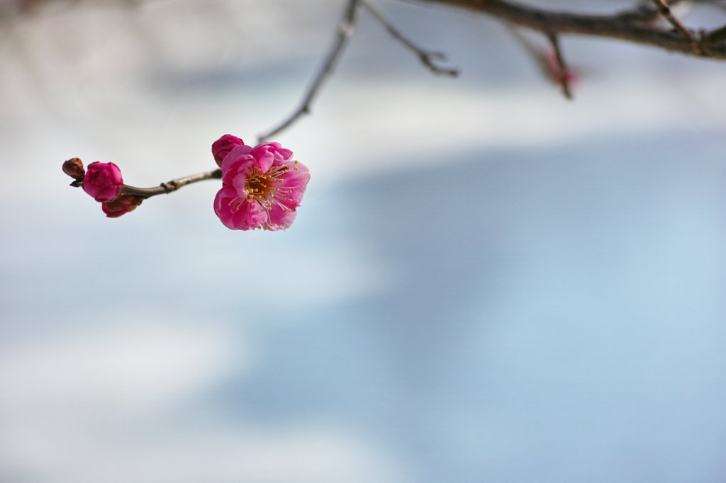 雪に咲くⅡ