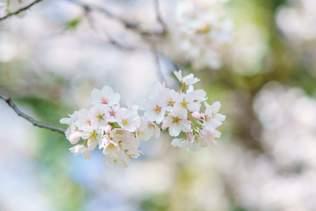 桜