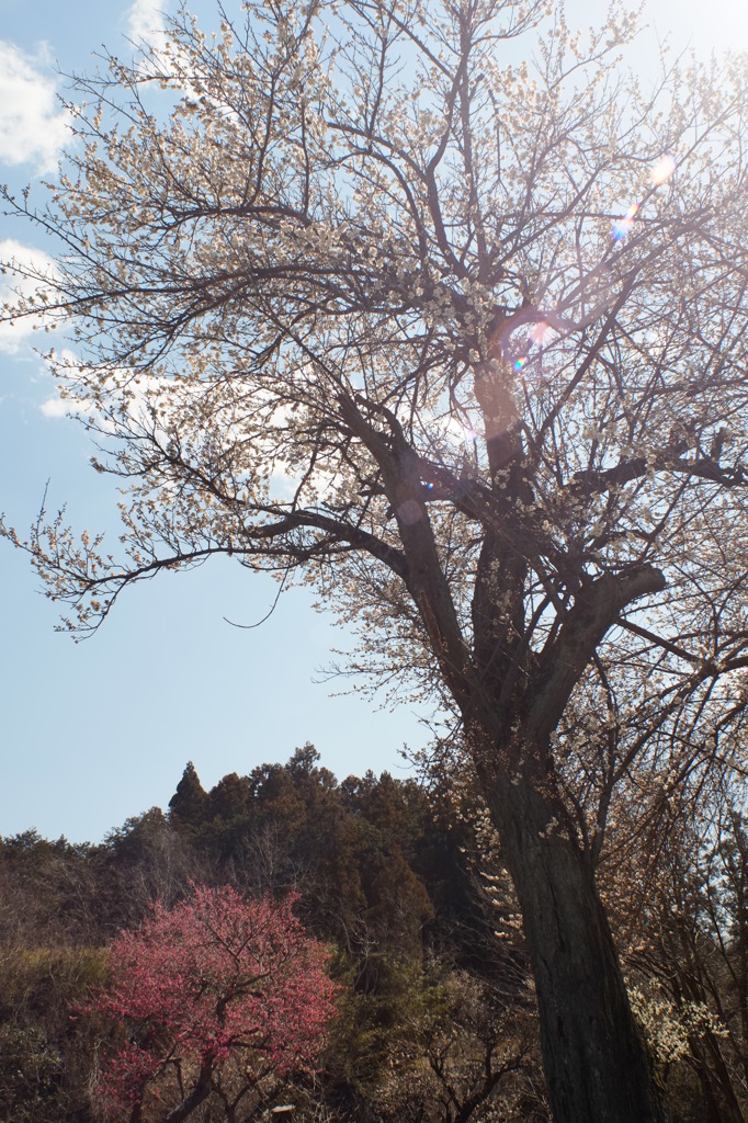 里山の春Ⅱ