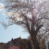 里山の春Ⅱ