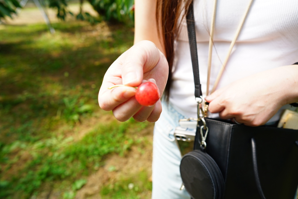 思い出のさくらんぼ