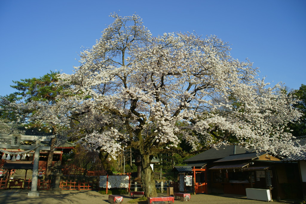 境内の桜