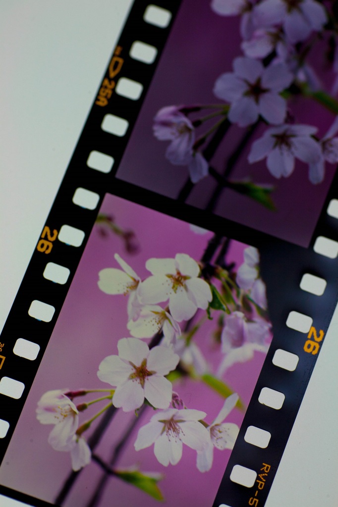 さくら・フィルム