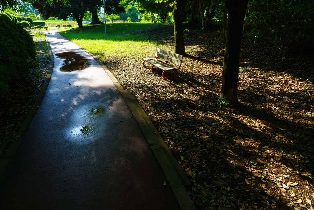 雨上がりの散歩道
