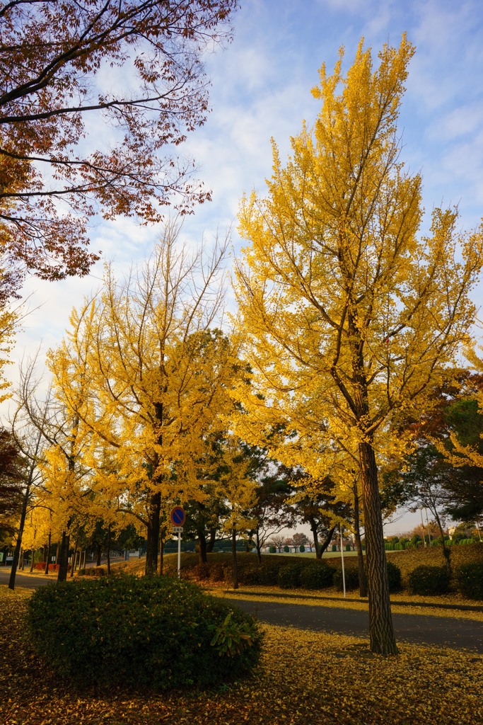 秋の朝
