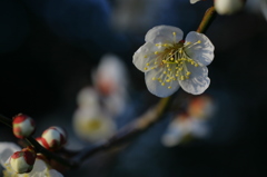 夕暮れに香る