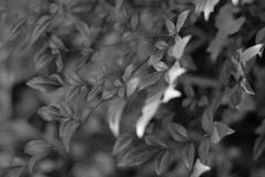 何となくモノクロ2