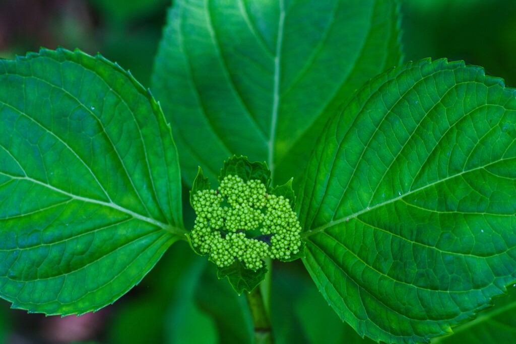 紫陽花