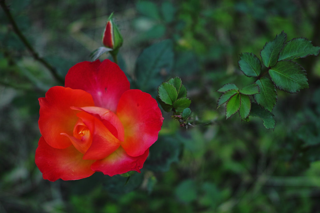 SDIM0609