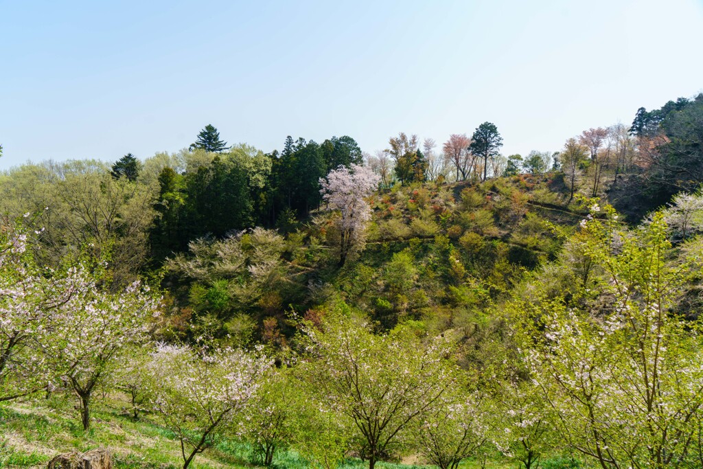 桜と若葉