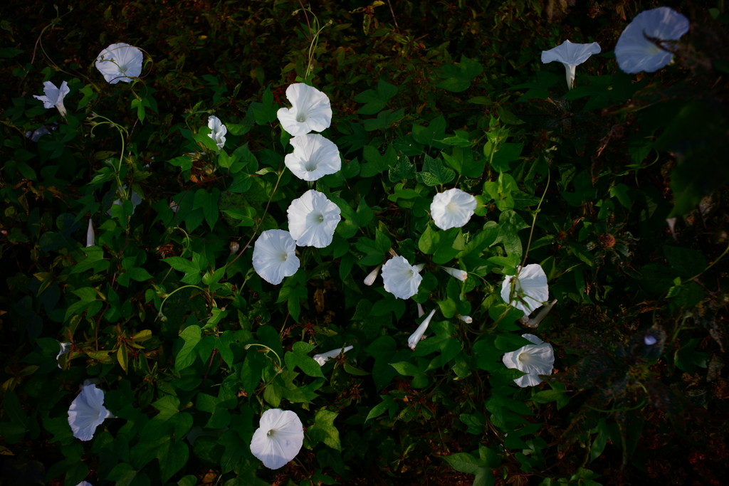 朝の花達