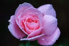 雨上がりの薔薇Ⅳ