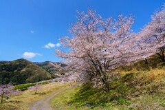 春の野山
