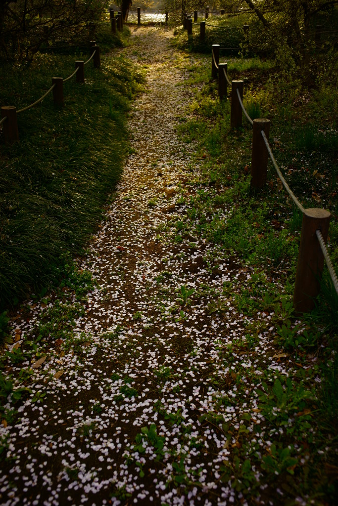 朝の花道