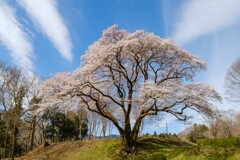 彼岸桜