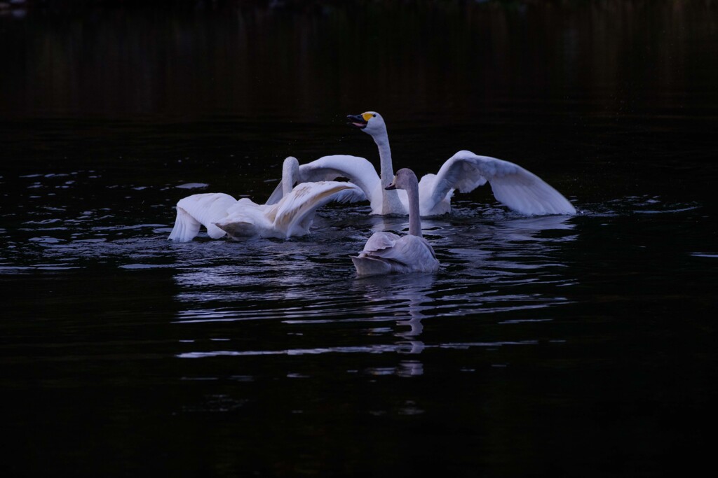 今年も来てくれました