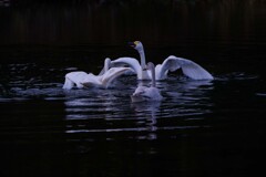 今年も来てくれました