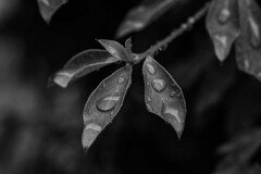 今日の雨