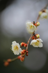 雨に咲く梅Ⅲ