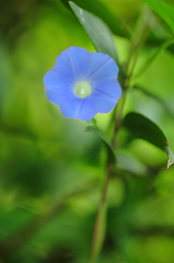 小さき花