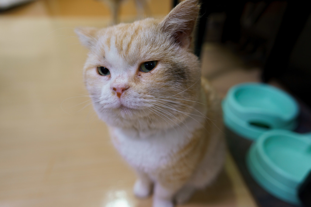 また来たの？