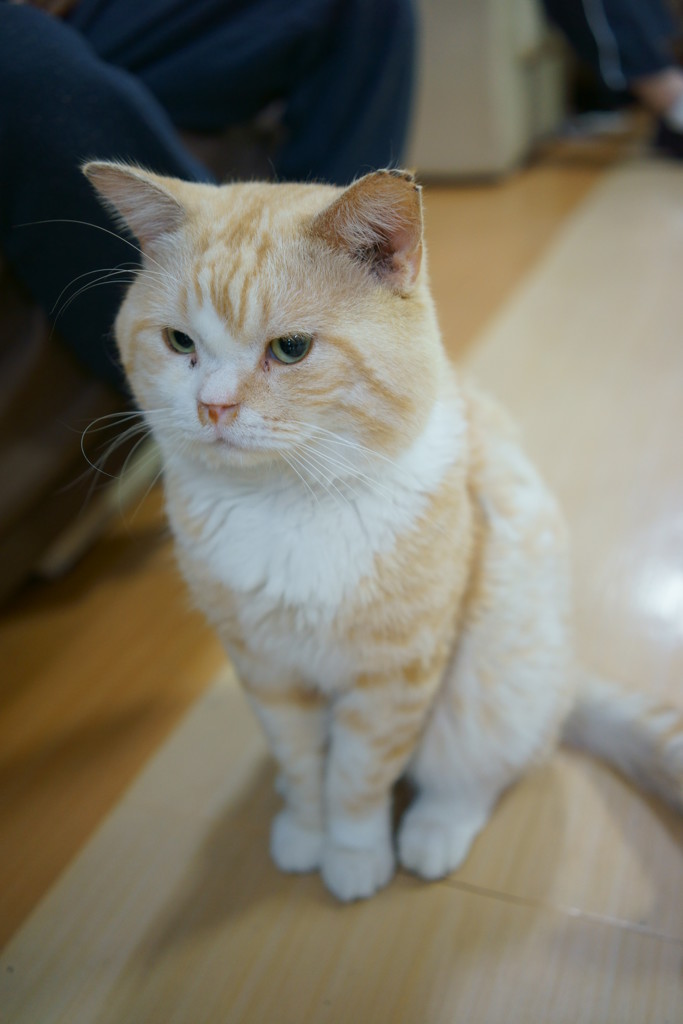 今日のにゃんこ先生