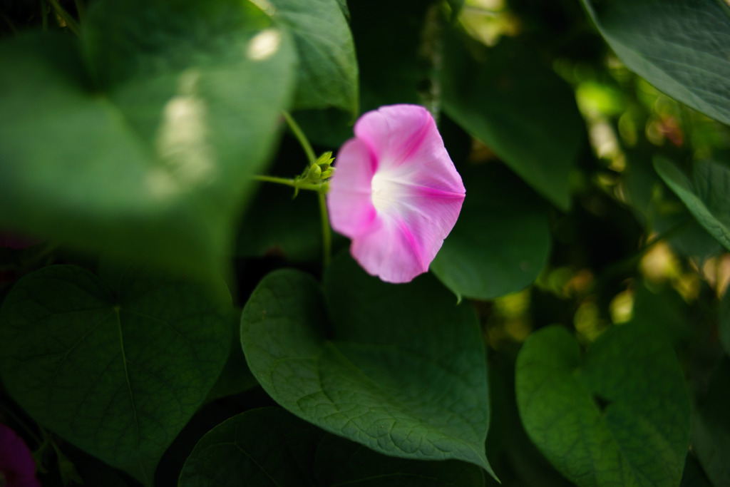 花のひかり