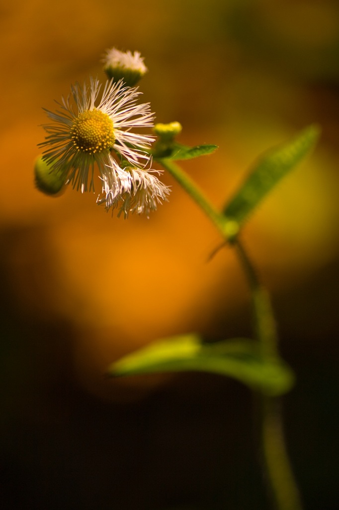 春の野の花Ⅲ