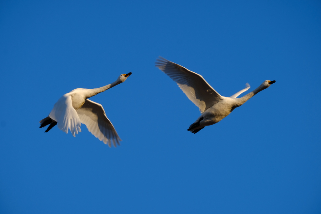 in the blue sky