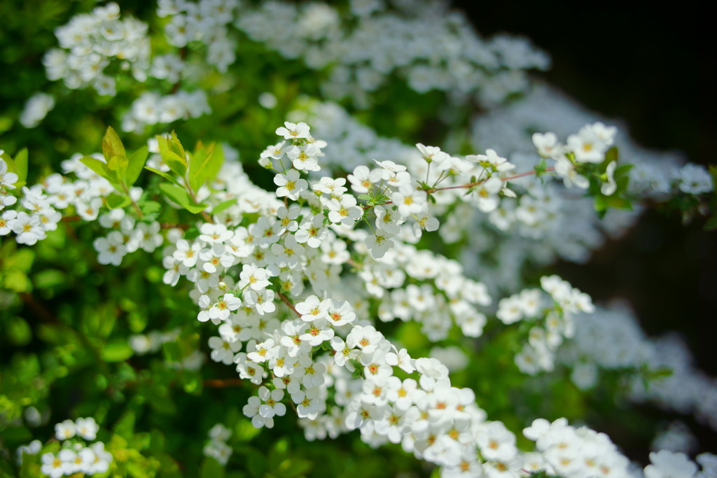 春の花たちⅦ