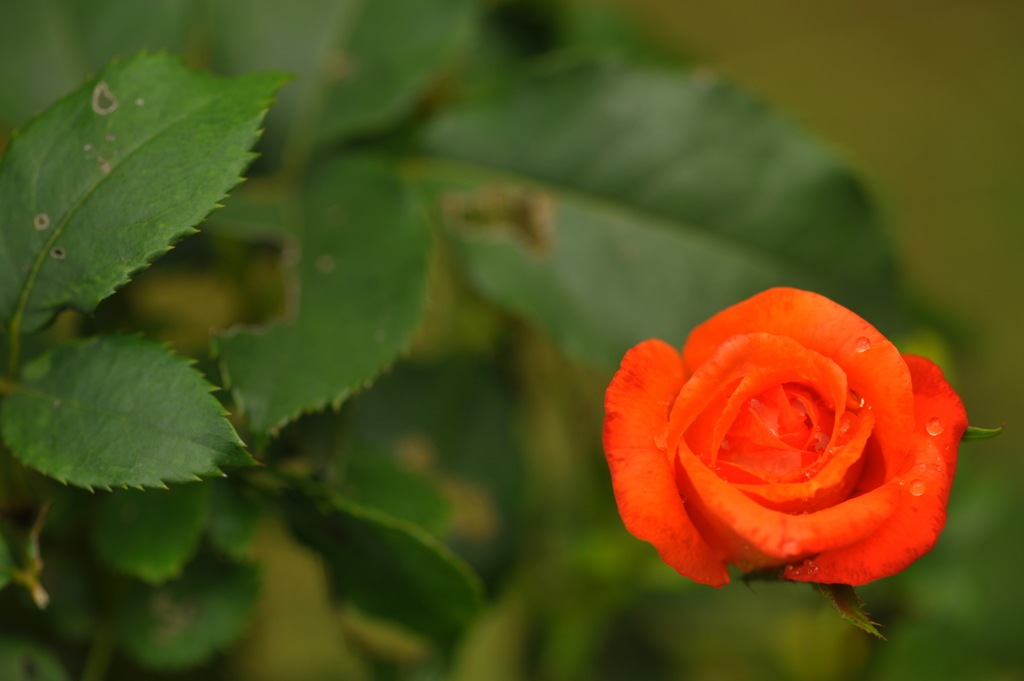 DSC_5682