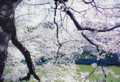 桜・白い世界