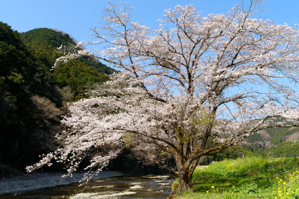 里山の春