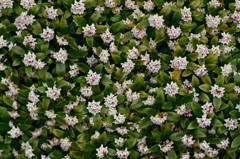 DSC01915-1