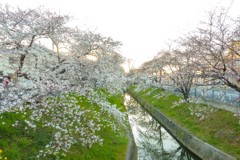 ふっかちゃんの桜Ⅰ