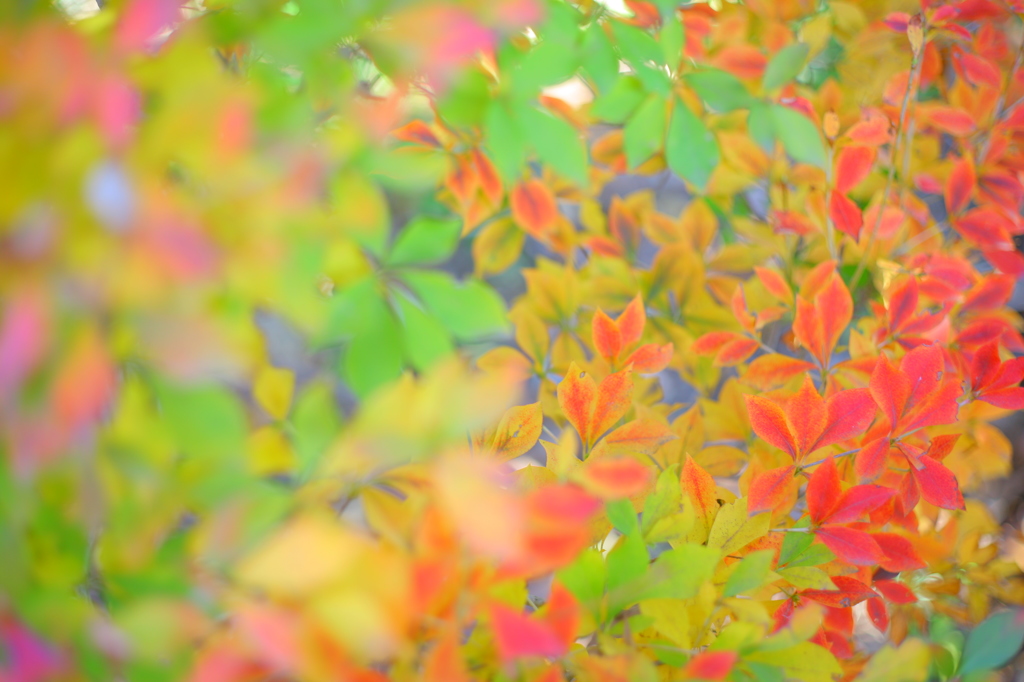 虹色の秋