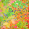 虹色の秋