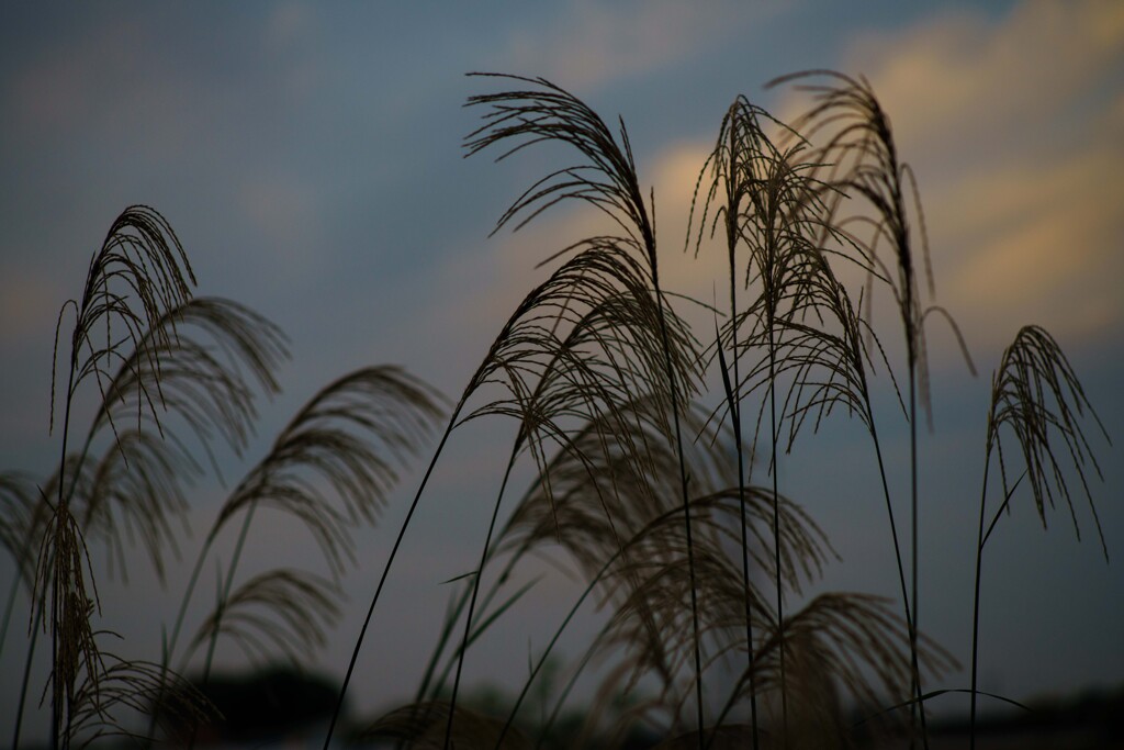 夕暮れのススキ