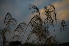 夕暮れのススキ