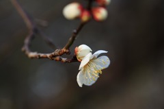 梅香るⅡ