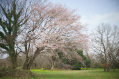 桜の季節へⅠ
