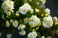 秋の花Ⅰ