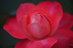 夕方の薔薇